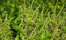 Ocimum