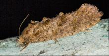 Noctuid moth, Family- Notodontidae (this moth belongs to the superfamily Noctuoidea)