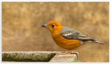 Orange Headed Ground Thrush (Female)