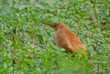 Cinnamon Bittern