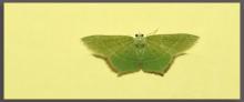 Acacia blood vein moth [Traminda mundissima]