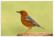 Orange Headed Ground Thrush (Female)