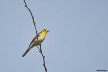 Citrine Wagtail