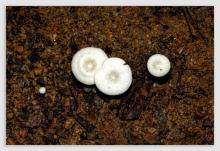 Mushroom