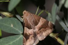 Algira passenger moth [Dysgonia algira]