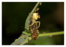 Crabspider With Honeybee