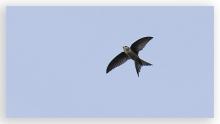 Palm Swift