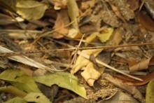 Yellow Bush Dart (Copera marginipes)