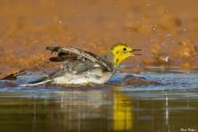 Citrine Wagtail