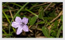 Album 0385: Mymoon Moghul collection - Flowers