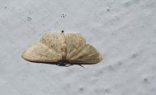 A moth of the genus Scopula [confirmation required]