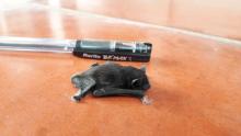 Pipistrelle bat