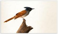 Paradise flycatcher (Female)