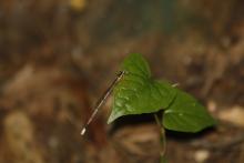 Yellow Bush Dart (Copera marginipes)
