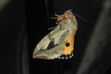 Citrus fruit piercer- female [Eudocima phalonia]