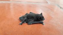 Pipistrelle bat