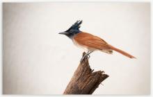 Paradise flycatcher (Female)