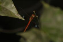 Coral-tailed Cloudwing (Tholymis tillarga) (male)