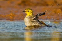 Album 0203: Vivek Puliyeri collection - Birds of IIT, Madras
