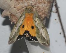 Citrus fruit piercer — female