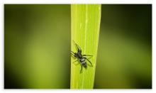 Spider Black