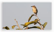 Plain Prinia