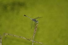 Blue Ground Skimmer (Diplacodes trivialis) (male)