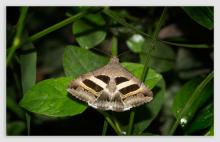 The geometrician [Grammodes stolida]