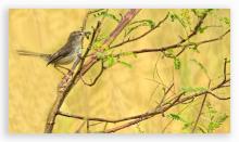 Plain Prinia