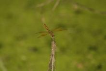 Ditch Jewel (Brachythemis contaminata) (male)