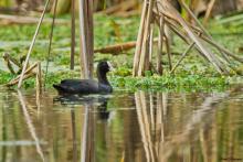 Common Coot