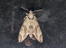 Plain grey hawkmoth [Psilogramma increta]