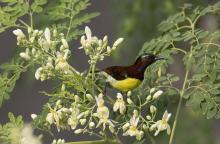 Purple Rumped Sunbird (Male)