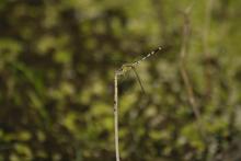 Ditch Jewel (Brachythemis contaminata) (female)