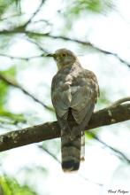 Common Hawk Cuckoo