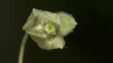 Unidentified flower