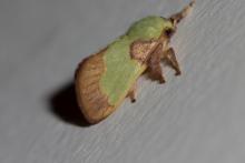 Parasa tea moth [Parasa lepida]