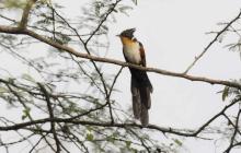 Chestnut-winged cuckoo or Red-winged crested cuckoo