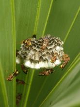 Wasp nest (Ropalidia marginata, Order Hymenoptera) 