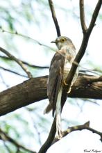 Common Hawk Cuckoo