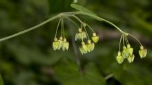 Unidentified flower