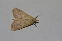Sesame leafroller moth [Antigastra catalaunalis]