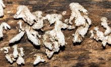 Mushroom lichen