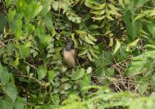 Rosy starling