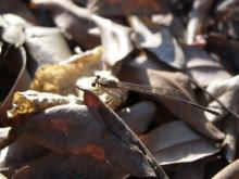 Yellow Bush Dart (Copera marginipes)