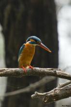 Common Kingfisher