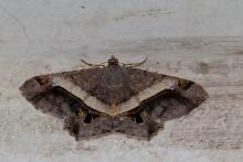 This moth is either Chiasmia nora or Chiasmia eleonora [identification required]