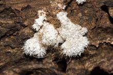 Mushroom lichen