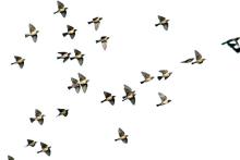 Rosy Starling and Common Myna