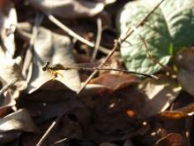 Yellow Bush Dart (Copera marginipes)